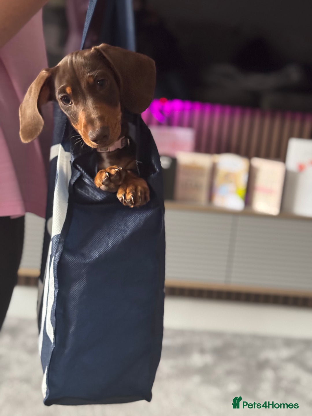 Dachshund dogs for sale: Last pup of the litter  - Image 1