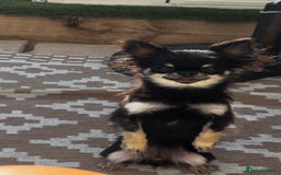 Chihuahua dogs for sale: KC Registered L/C Chihuahuas - Image 8