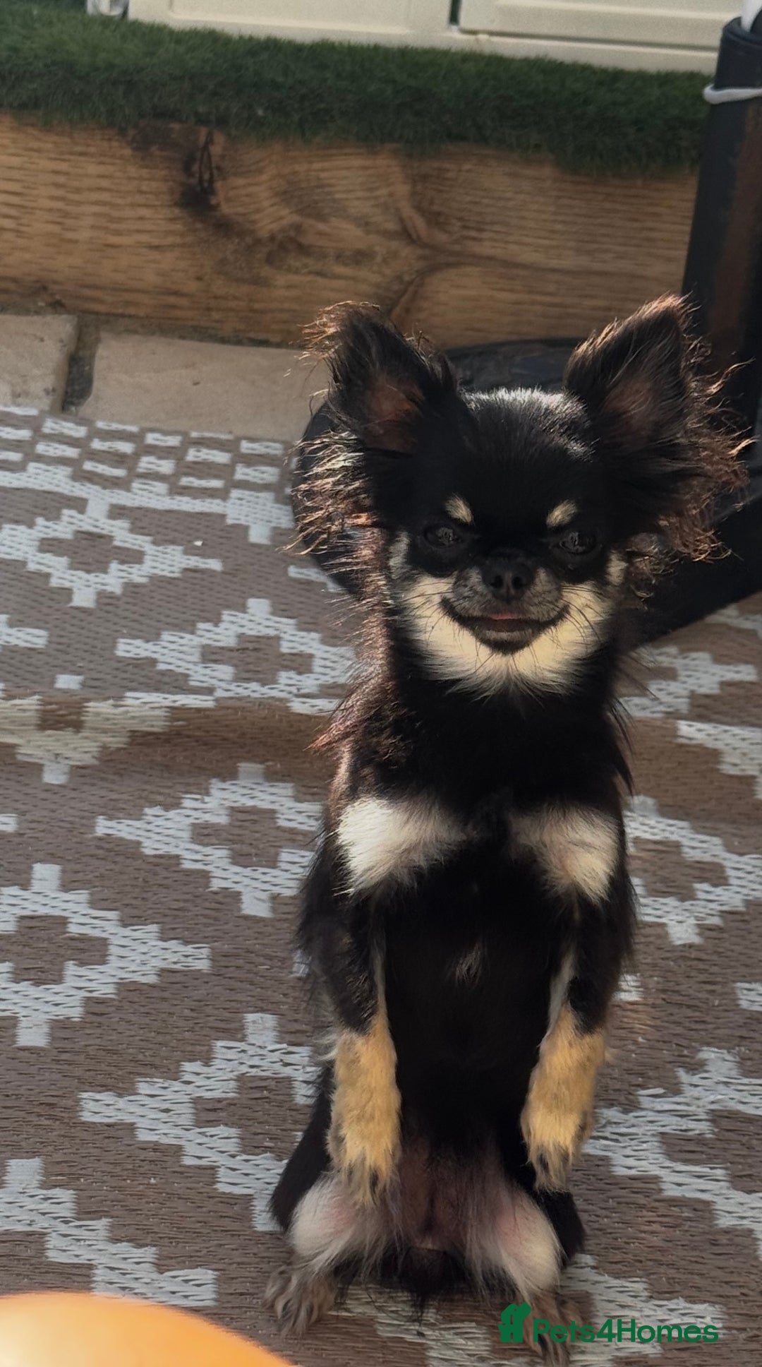 Chihuahua dogs for sale: KC Registered L/C Chihuahuas - Image 8