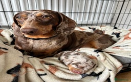 Dachshund dogs for sale: BEAUTIFUL Miniature Dachshund's  - Image 1
