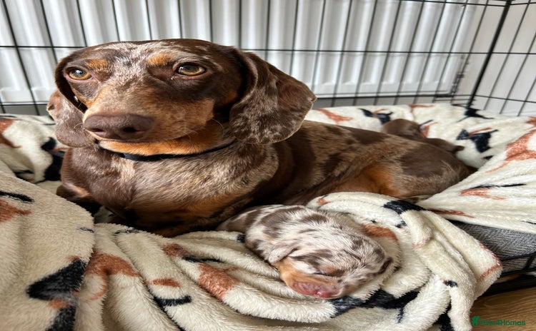 Dachshund dogs - Advert 7