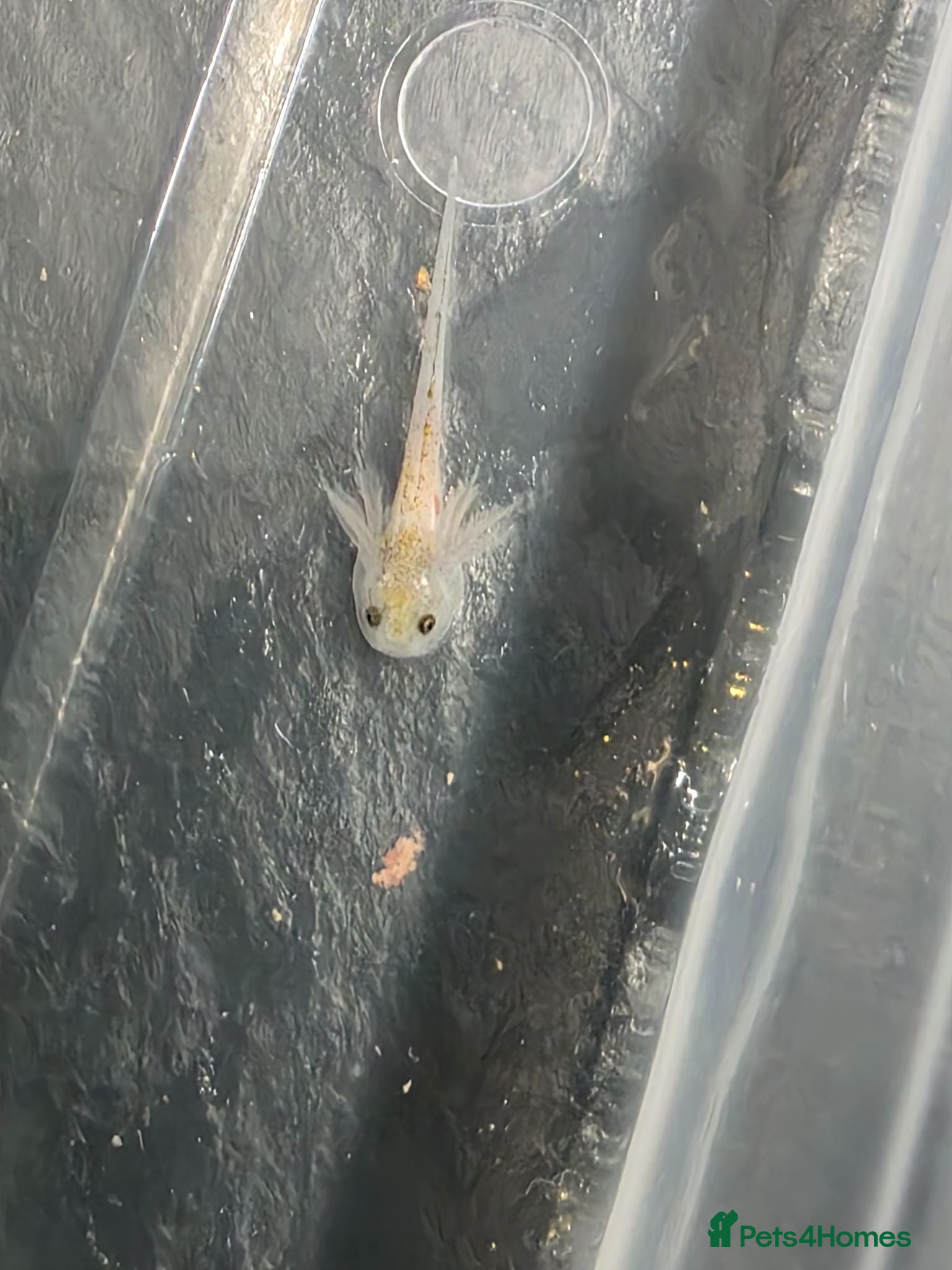 Axolotl reptiles Baby axolotls - Advert 1
