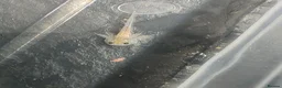 Axolotl reptiles for sale: Baby axolotls - Advert 1