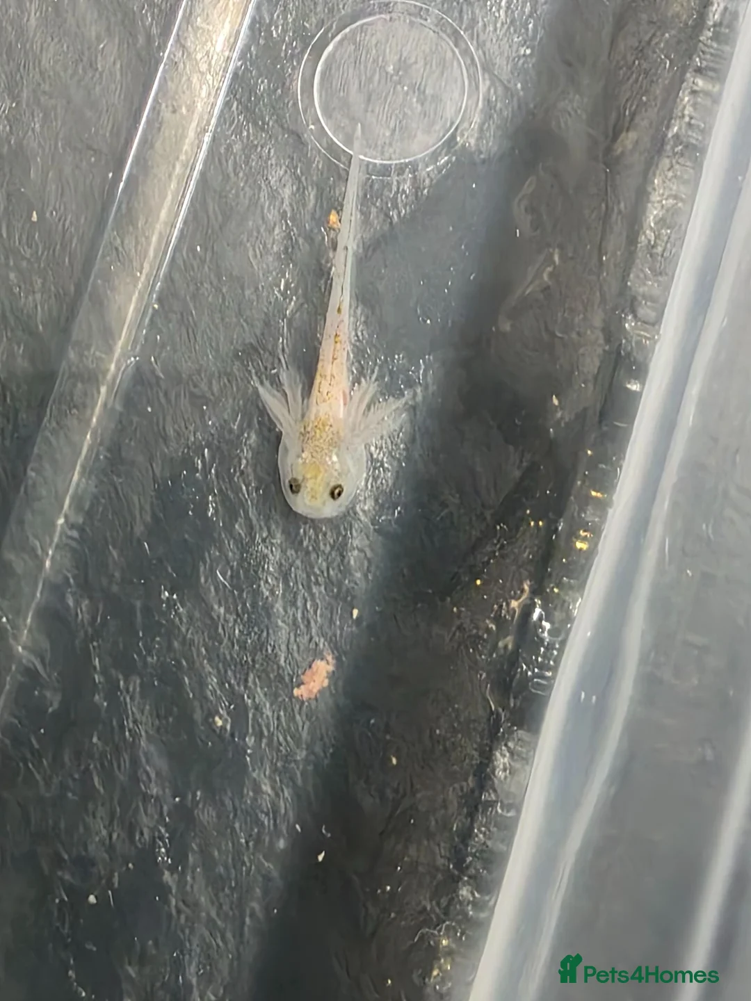 Axolotl reptiles for sale: Baby axolotls - Advert 1