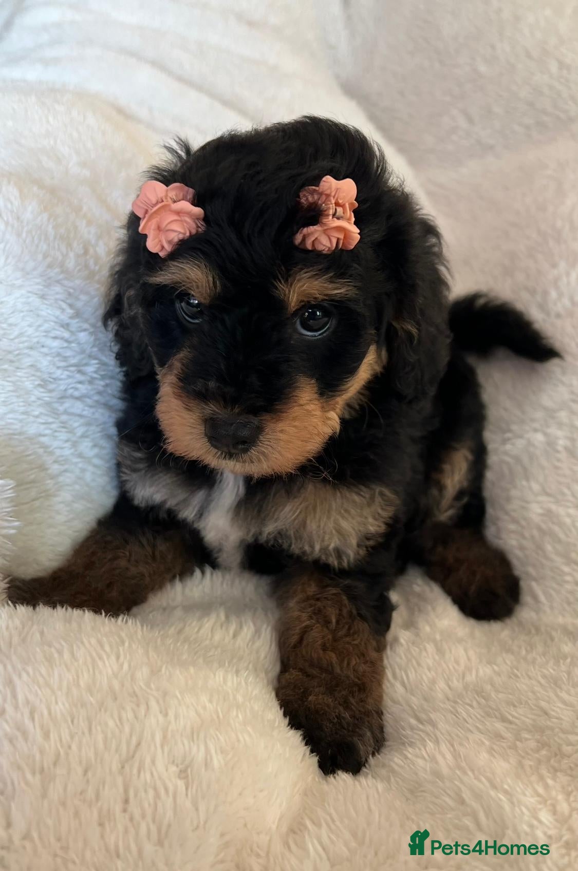 Cavapoo dogs for sale: Curly Toy Cavapoo’s from health tested parents - Advert 2