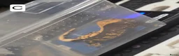 Gecko reptiles for sale: Juvenile Crested Geckos in Runcorn - Advert 6
