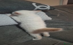 Mixed Breed cats for sale: Beautiful kitten - Image 2