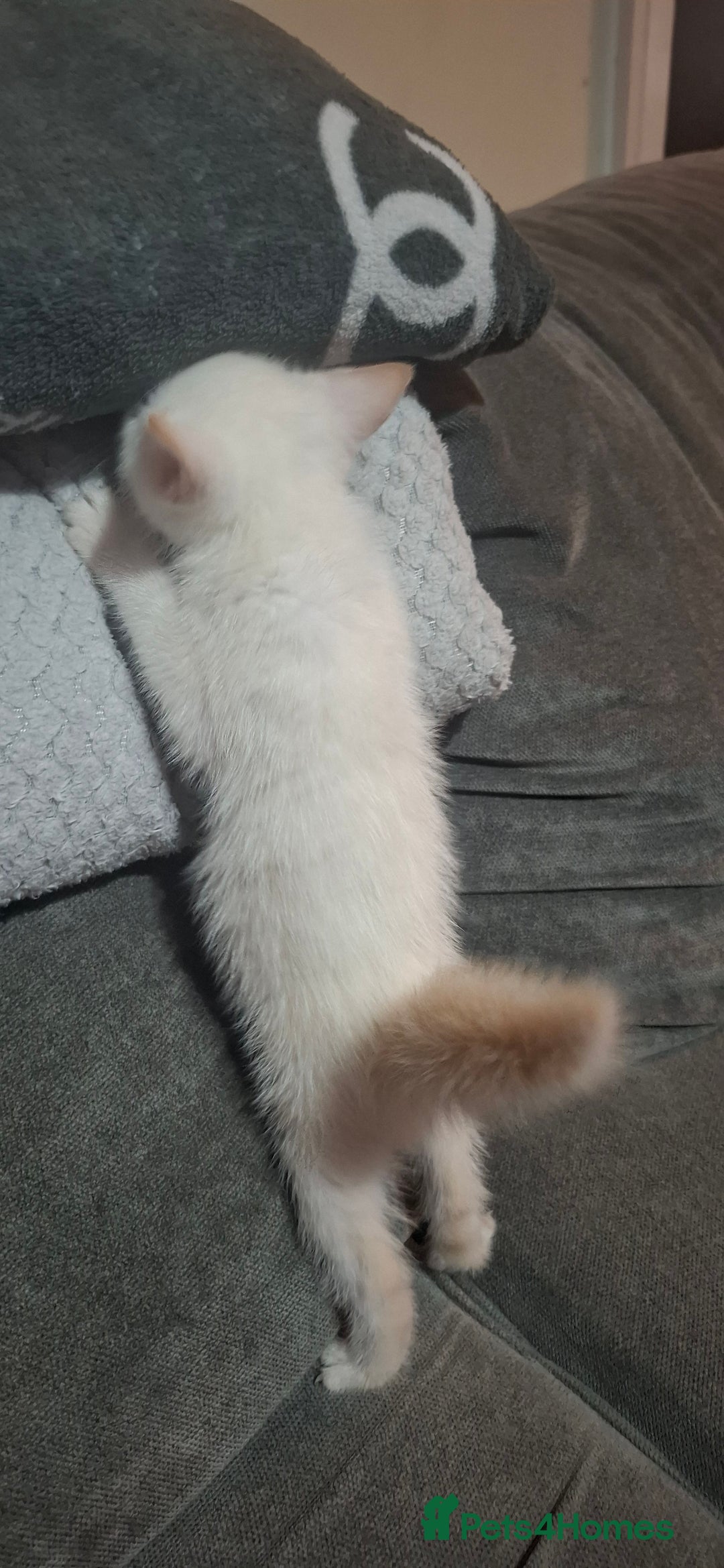 Mixed Breed cats for sale: Beautiful kitten - Image 2