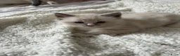Ragdoll cats for sale: Adorable Ragdoll Kittens Looking For A New Home - Advert 14