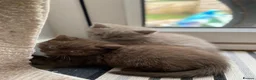 British Shorthair cats for sale: Brown and lilac British Short hair - Advert 2
