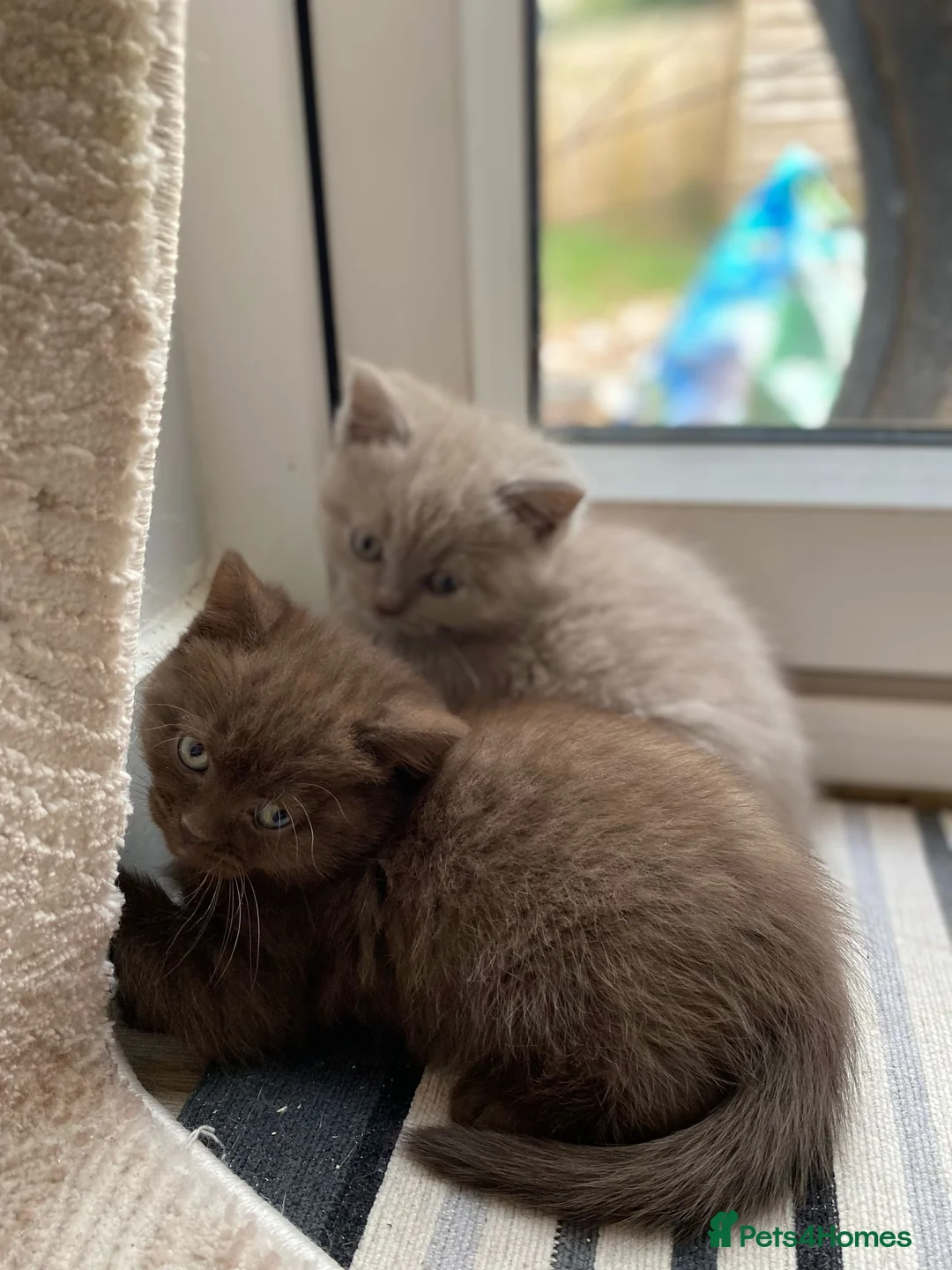 British Shorthair cats for sale: Brown and lilac British Short hair - Advert 2