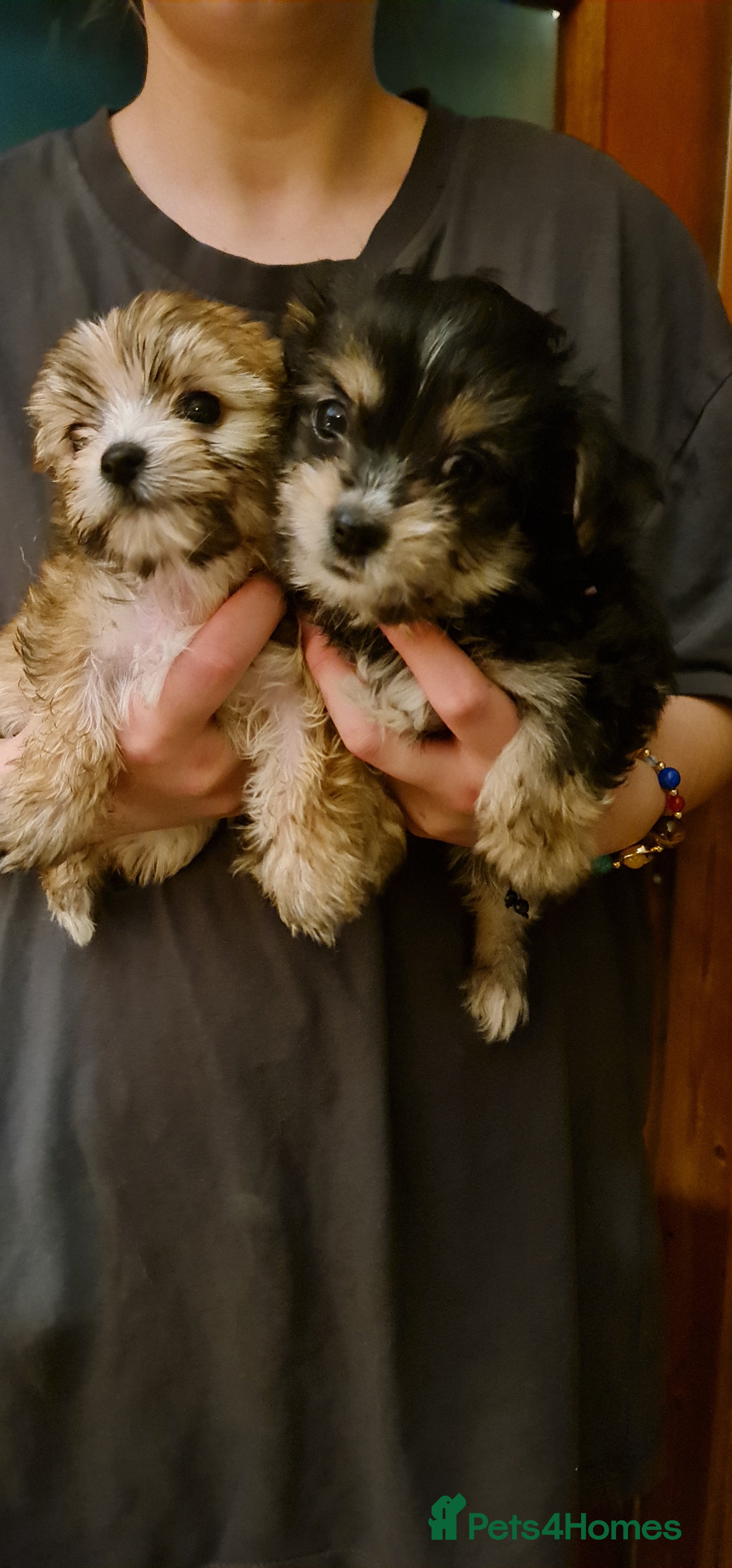 Chorkie dogs Ready now! Chihuahua x Yorkshire Terrier puppies  - Advert 2