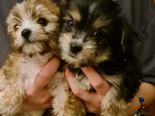Chorkie dogs Ready now! Chihuahua x Yorkshire Terrier puppies - Advert 4
