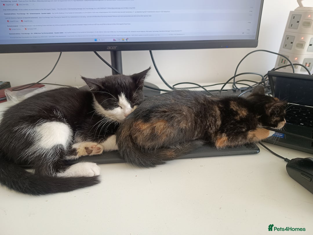 Mixed Breed cats for sale: Tortico female kitten for sale 3 months old - Image 8