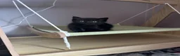 Mixed Breed cats for sale: Twin females - Advert 19