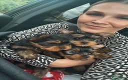 Yorkshire Terrier dogs for sale: Last girl ready🥰 Pedigree Yorkshire Terrier Puppy - Image 2