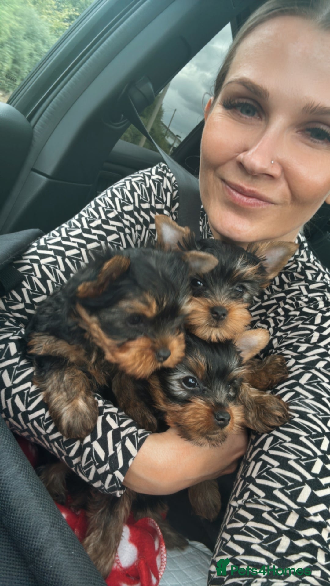 Yorkshire Terrier dogs for sale: Last girl ready🥰 Pedigree Yorkshire Terrier Puppy - Image 2