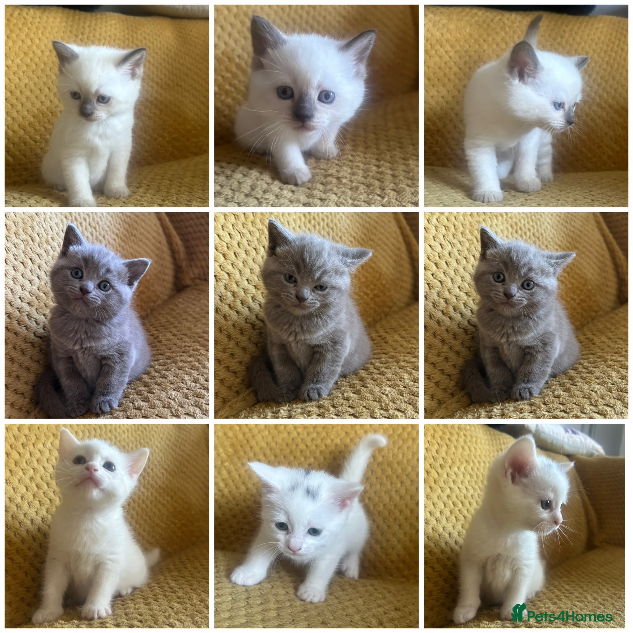 British Shorthair cats BRITISH SHORT HAIR X KITTENS  - Advert 14