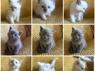British Shorthair cats BRITISH SHORT HAIR X KITTENS - Advert 14