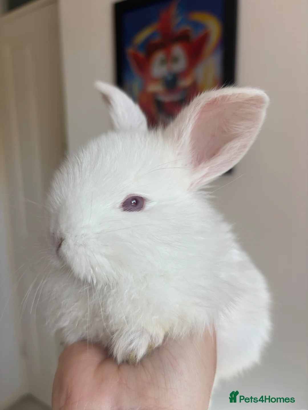 French Lop rabbits for sale: The happy hoppers Frenchlop babies!  - Advert 2