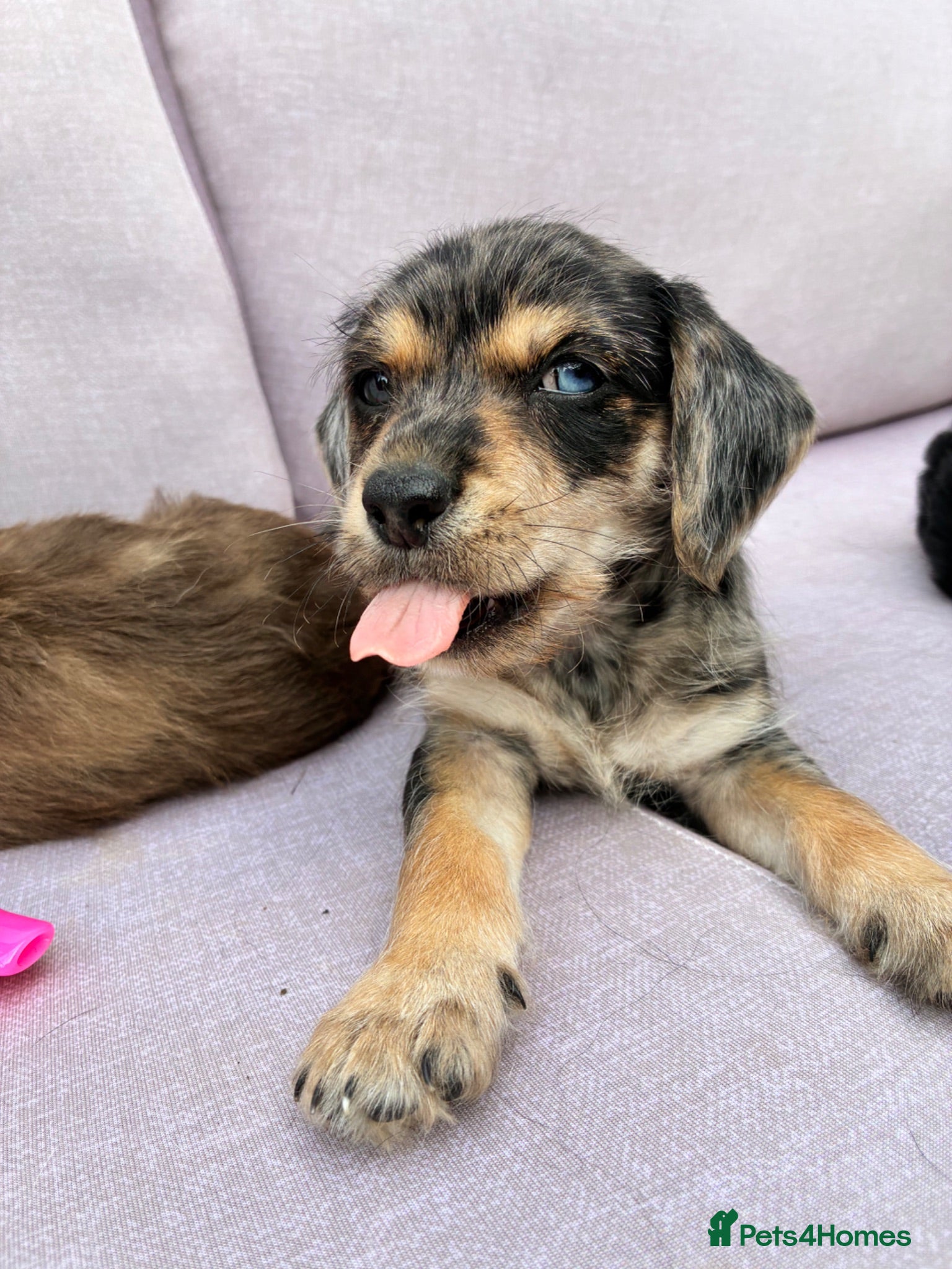 Mixed Breed dogs Beautiful Merle Jorkies - Advert 6