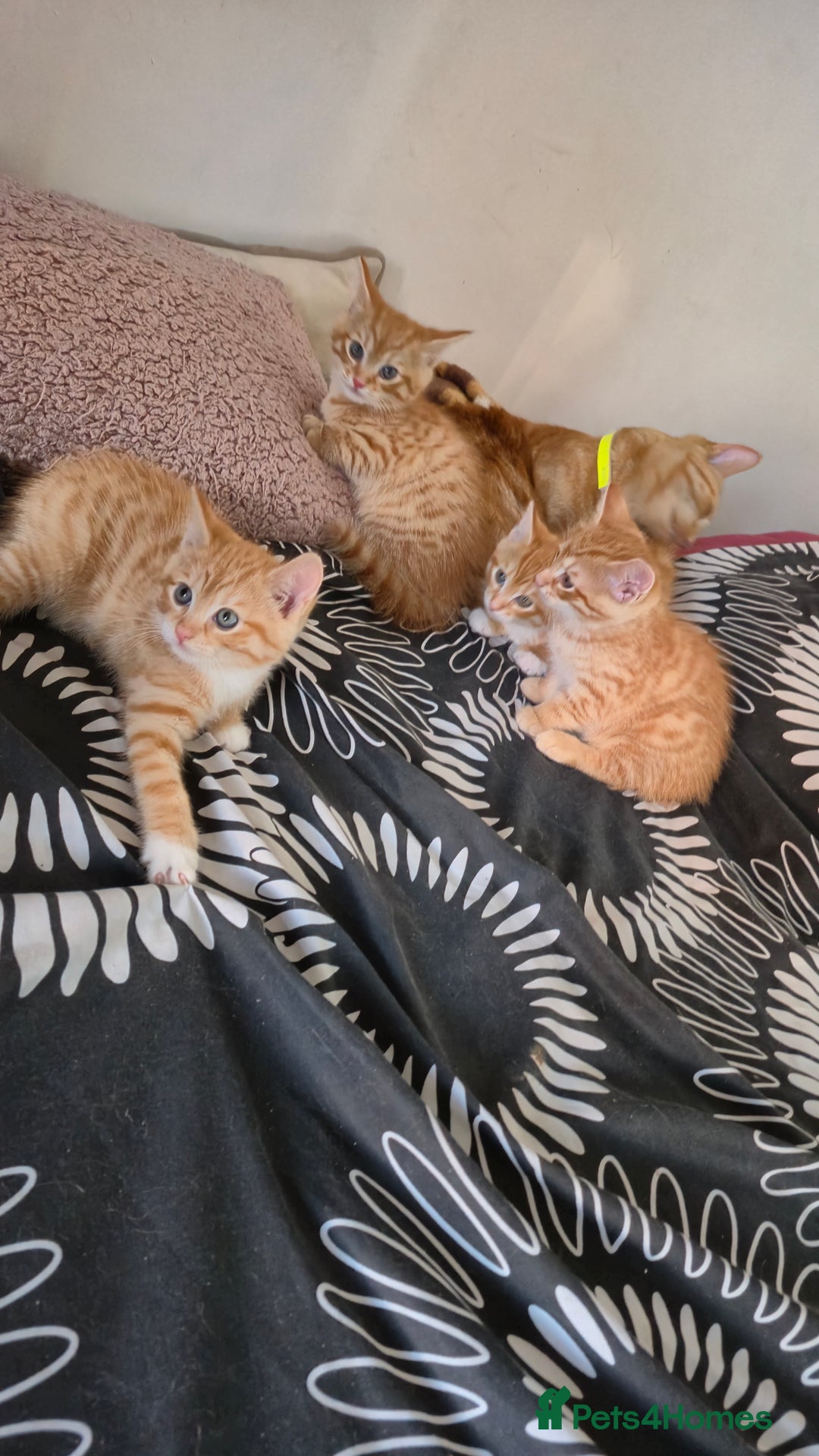 Mixed Breed cats for sale: Beautiful Kittens Savannah x Maine Coon Mix 🐾 - Image 8