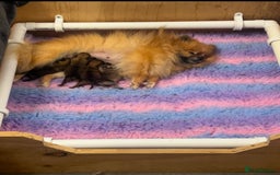 Pomeranian dogs for sale: Pomeranian puppy’s  - Image 1
