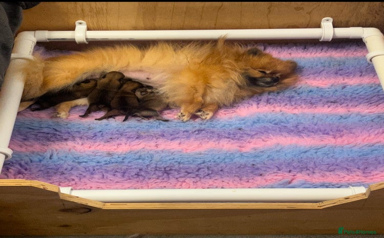 Pomeranian dogs - Advert 15
