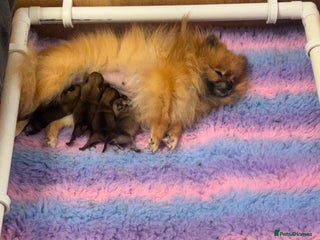Pomeranian dogs - Advert 2