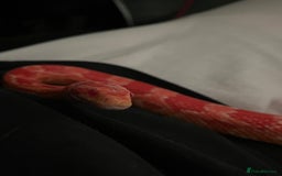 Corn Snake reptiles for sale: eight corn snakes hatchlings ready to be bought ! - Image 10