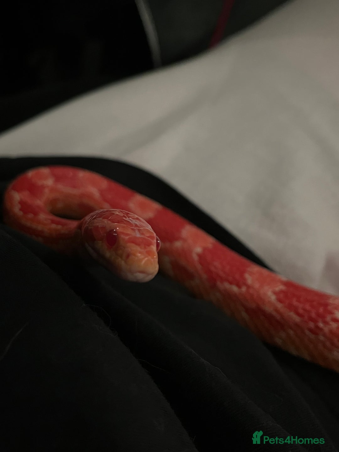 Corn Snake reptiles for sale: eight corn snakes hatchlings ready to be bought ! - Image 10