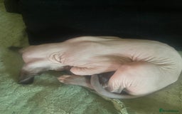 Sphynx cats for sale:  Sphynx kittens are looking for a loving  home. - Image 8