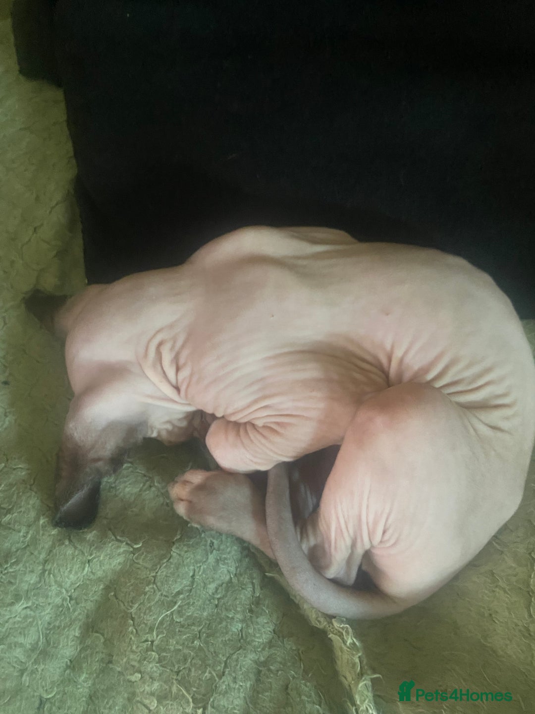 Sphynx cats for sale:  Sphynx kittens are looking for a loving  home. - Image 8