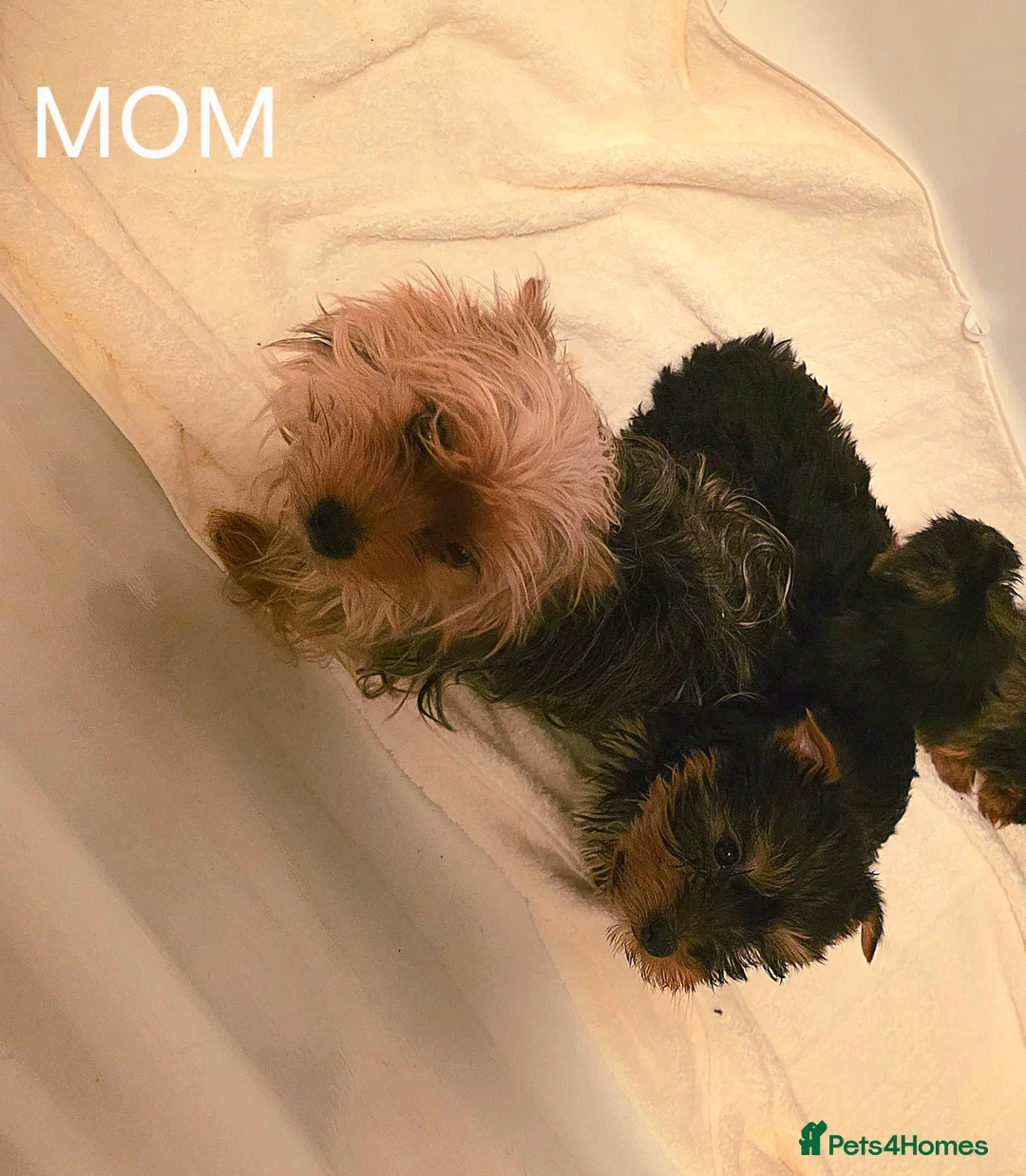 Yorkshire Terrier dogs for sale: Four Stunning Yorkie(Brewer) Pups Ready To Go Now! - Advert 2