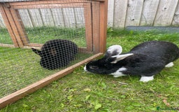 Mixed Breed rabbits for sale: Two female rabbits, can be sold separately  - Image 1