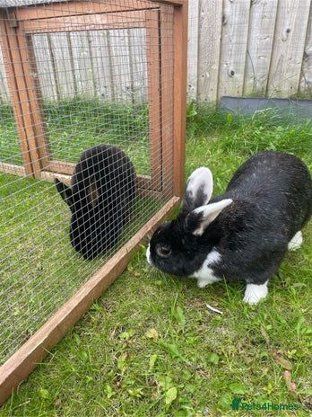 Mixed Breed rabbits - Advert 14