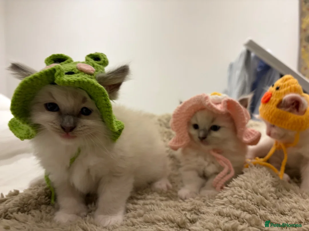 Ragdoll cats for sale: (ONLY 1 LEFT) Cuddly ragdoll kittens  - Advert 2