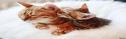 Bengal cats for sale: Beautiful Bengal kitten - Advert 5