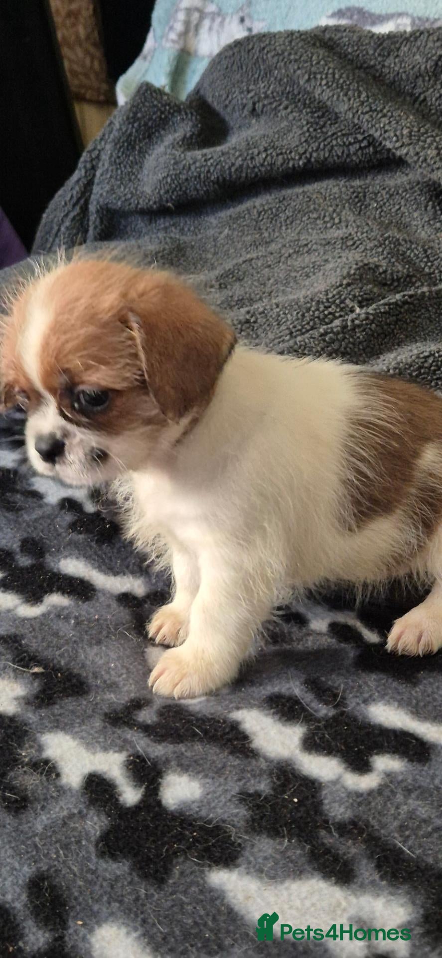 Morkie dogs 1 tan.white mashi.left out litter of 4   - Advert 2