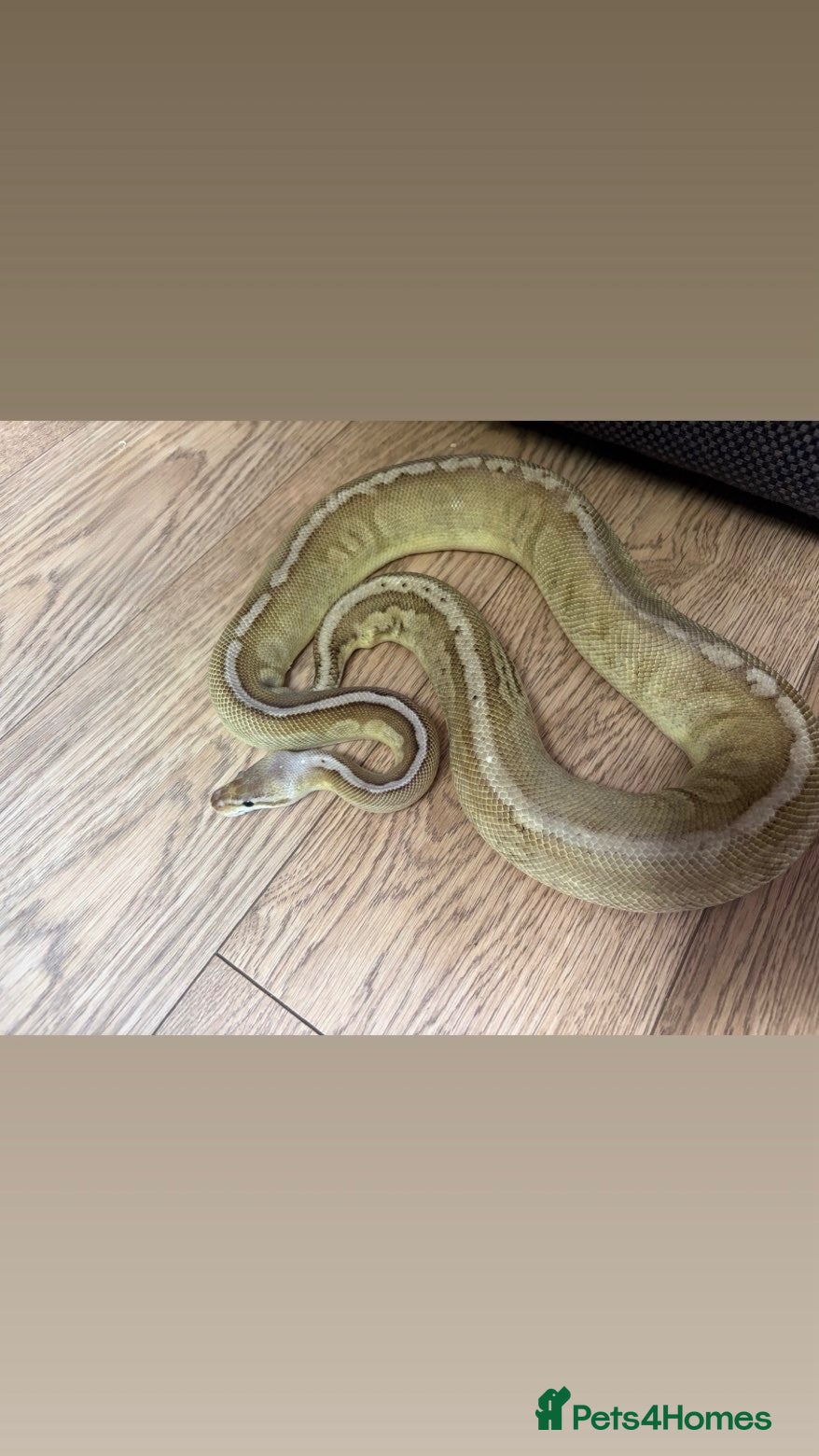 Python Snake reptiles Multiple Royal Pythons For Sale - Advert 12