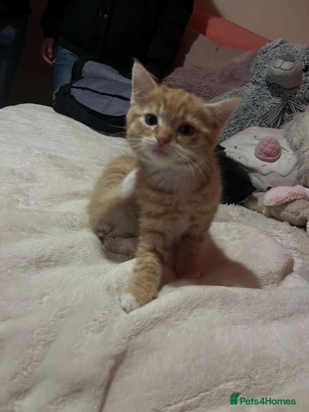 British Shorthair cats for sale: Playful kittens - Advert 11