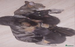 Mixed Breed cats for sale: Kittens for sale  - Image 6