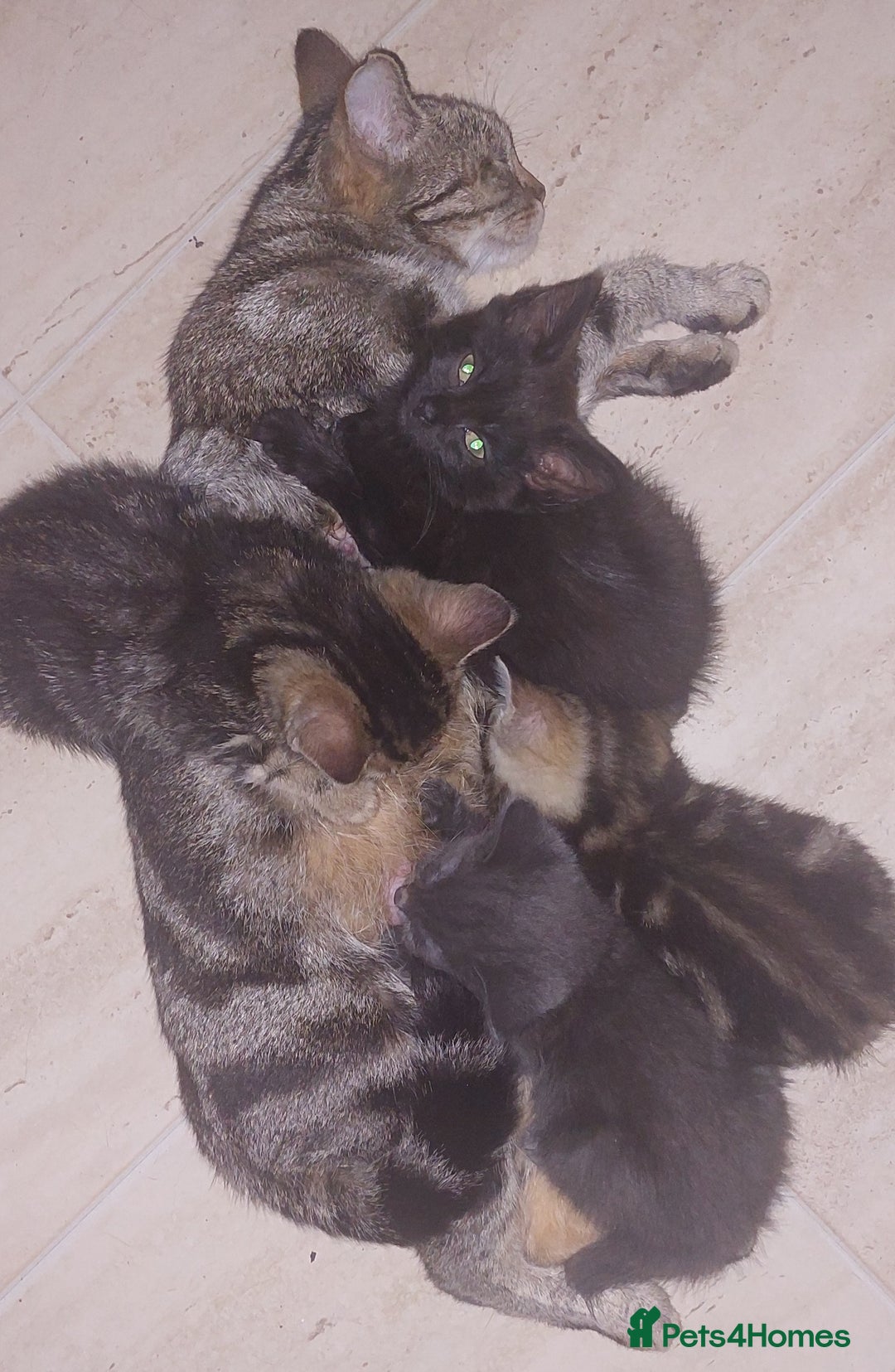 Mixed Breed cats for sale: Kittens for sale  - Image 6
