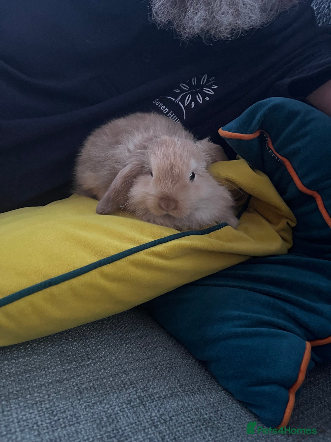 Mini Lop rabbits for sale: Apricot Mini Lop - Advert 2
