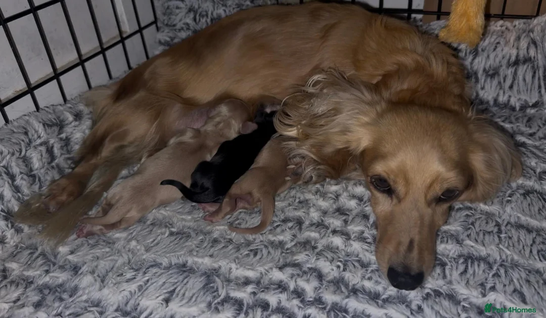 Miniature Dachshund dogs for sale: KC Reg PRA Clear Miniature Longhaired Dachshunds - Advert 2