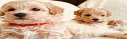 Maltipoo dogs for sale: Miniature Maltipoo Puppies - Advert 2