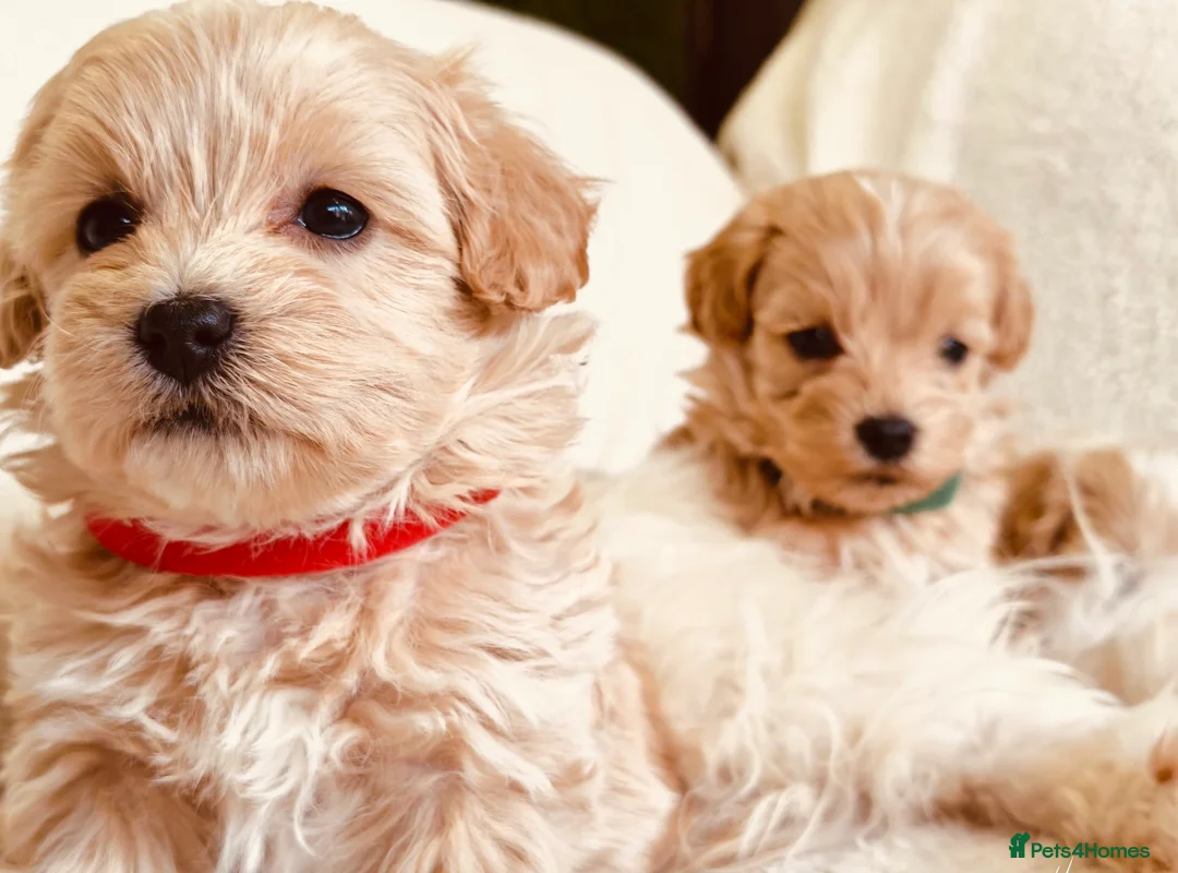 Maltipoo dogs for sale: Miniature Maltipoo Puppies - Advert 2