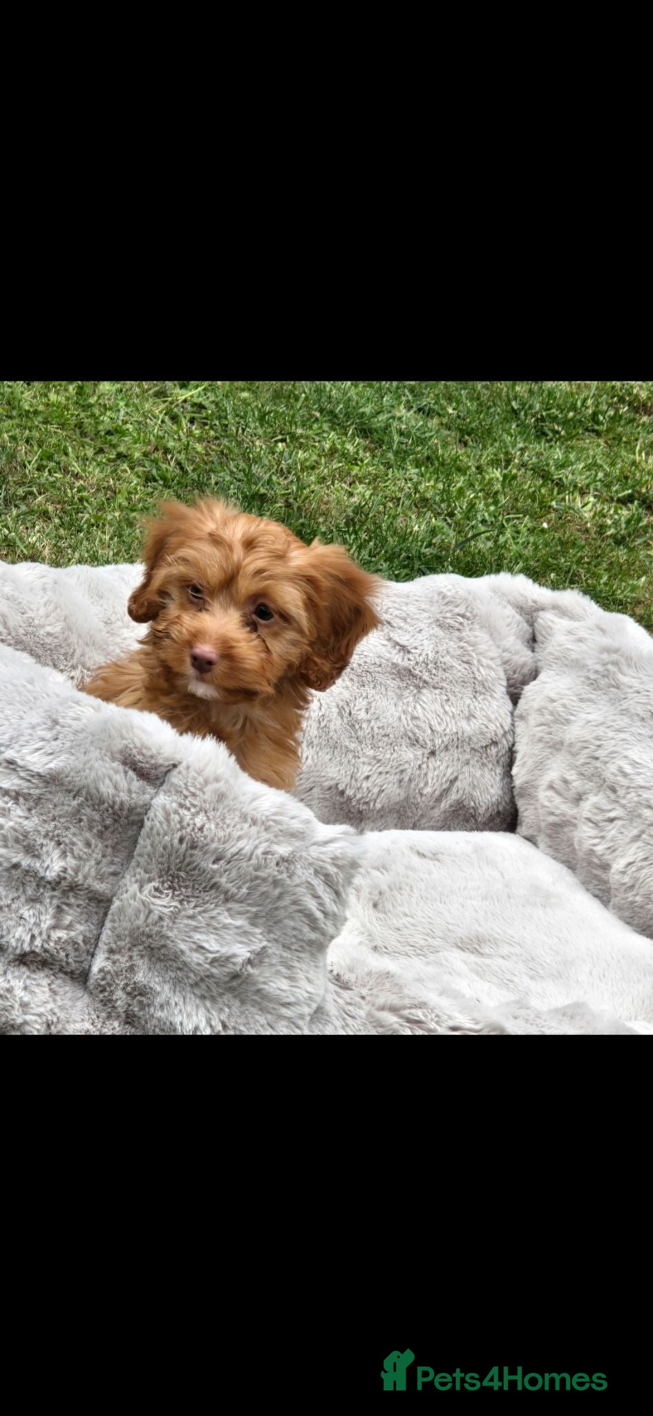 Cockapoo dogs Stunning F1 cockerpoo puppies  - Advert 1