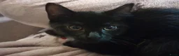 Mixed Breed cats for sale: 1 Ghost Tabby, 1 Tortoiseshell and 1 Black kittens in Cranbrook - Advert 16
