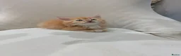 Maine Coon cats for sale: 🧡fluffy Ginger Maine Coon ready for a loving home - Advert 7